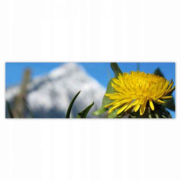 Plakáty 200x66 Mléč alpský