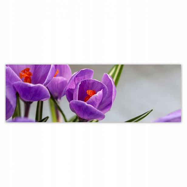 Plakáty 200x66 Krokus Květiny