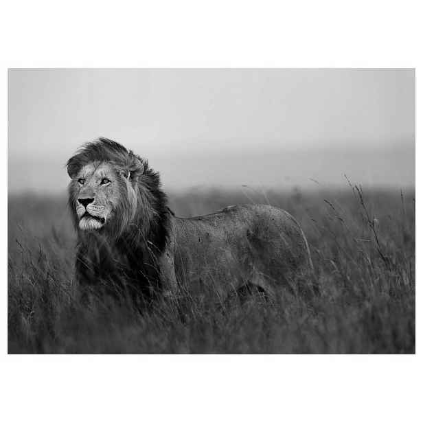 Fototapeta Africký lev Černobílá Elegance přírody 400x280 lepidlo