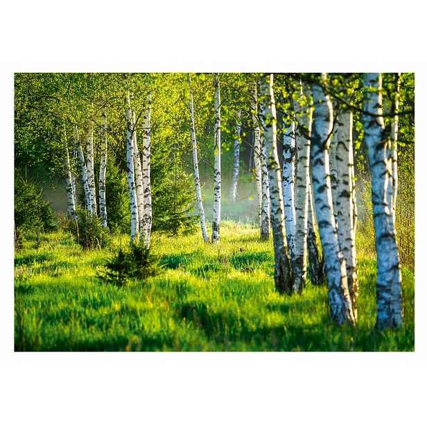 Fototapeta Les Stromy Břízy do ložnice 254x184