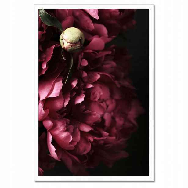 Plakáty v rámu 40x60 Krásné fialové pivoňky