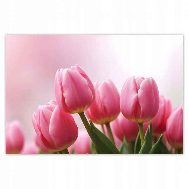 Fototapety 200x135 Růžové tulipány