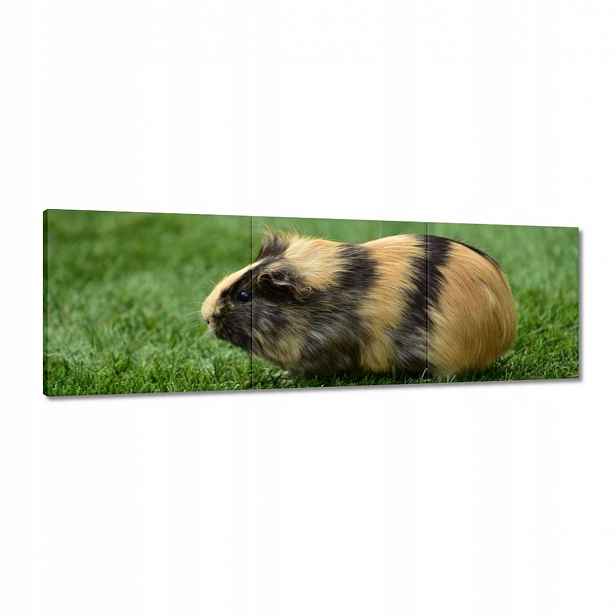 Obrazy 120x40 Morče
