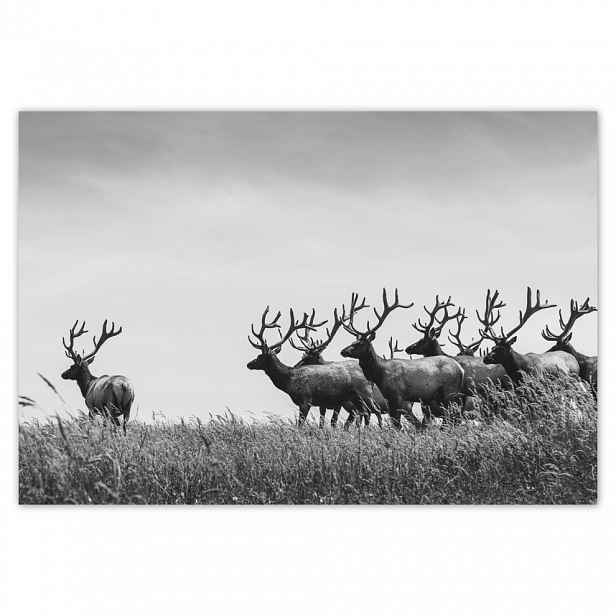 Fototapety flizelina 104x70 Stádo jelenů