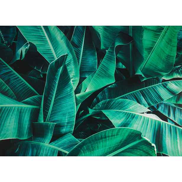 Obraz na plátně Tropické listy, 50x70 cm