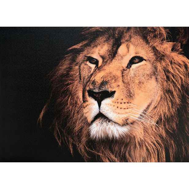 Obraz na plátně Král zvířat, 50x70 cm