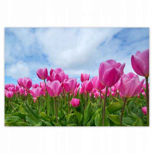 Fototapety 152x104 Tulipány na Valentýna