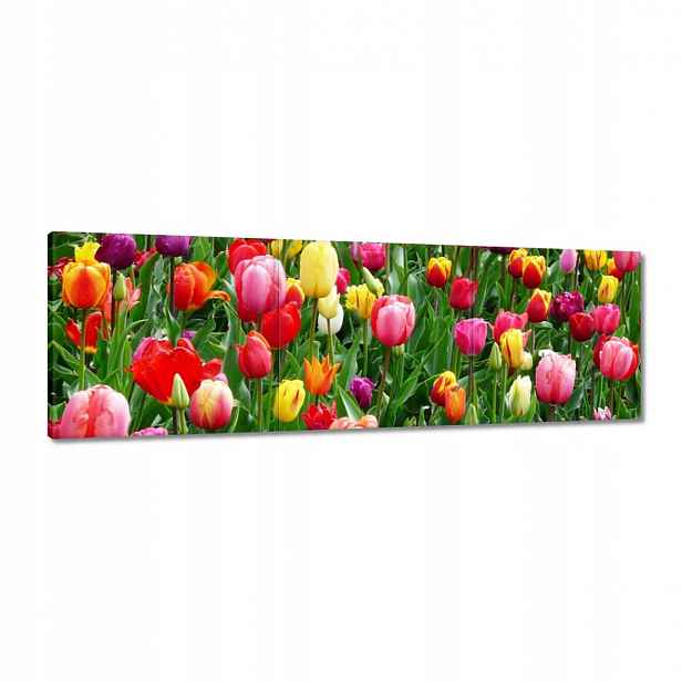 Obrazy 120x40 Barevné tulipány na louce