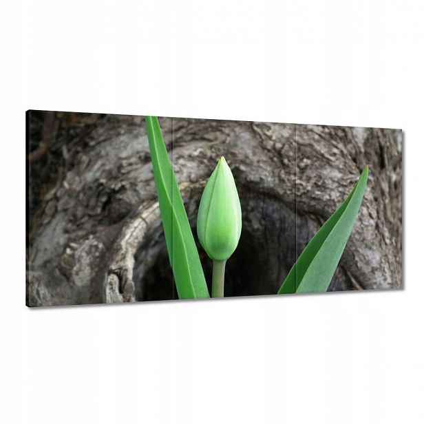 Obrazy 120x60 Zelený tulipán