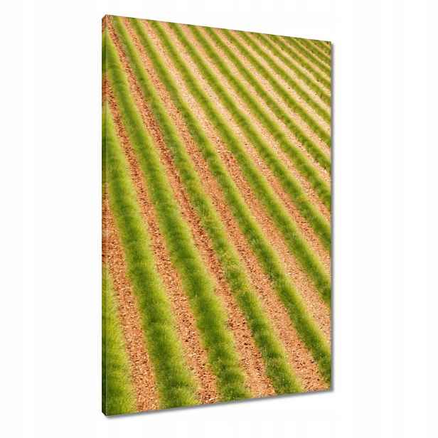 Obrazy 60x90 Zelená Provence