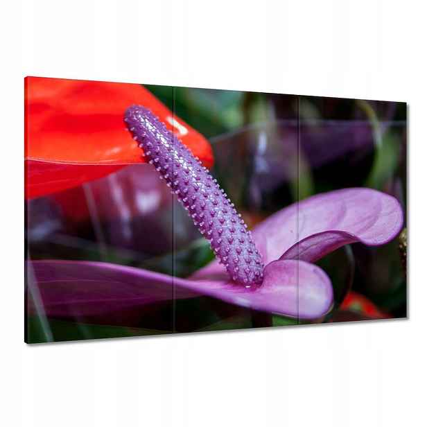 Obrazy 120x80 Fialové anturium