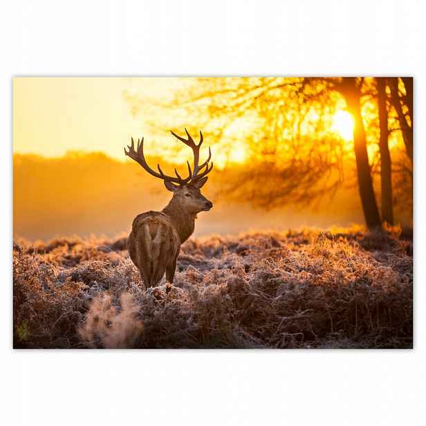 Fototapety flizelina 104x70 Jelen při západu