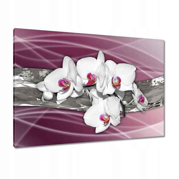 Obrazy 100x70 Bílé orchideje na růžovém pozadí