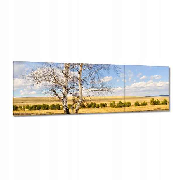 Obrazy 120x40 Bříza na poli Krajina