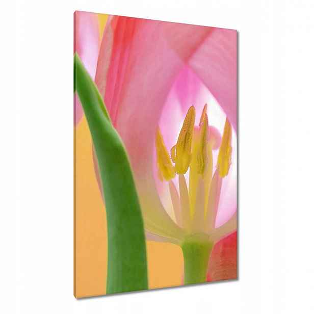 Obrazy 80x120 Růžové tulipány