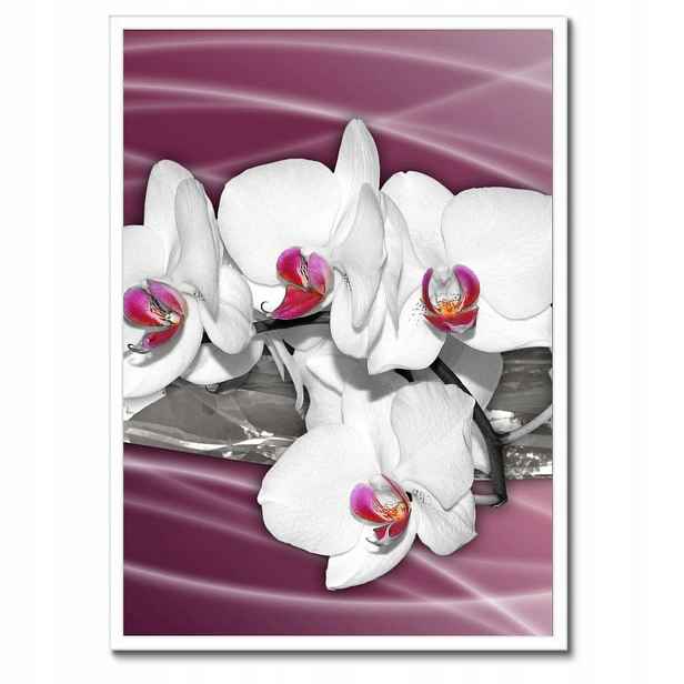 Plakáty v rámu 50x70 Bílé orchideje na růžovém pozadí