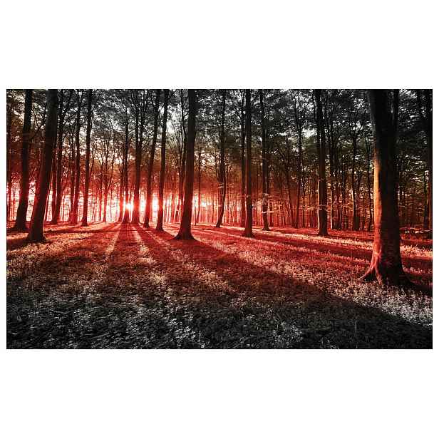 Tapeta Sluneční Lesní les Krajina světlo Listy Zelené Ráno 200x140