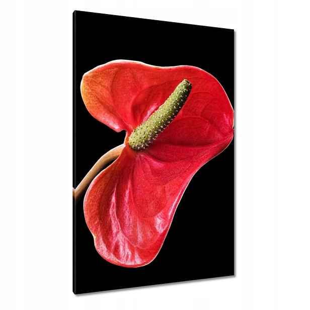 Obrazy 80x120 Červený květ Anturium