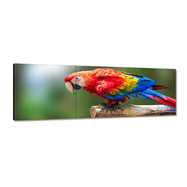Obrazy 120x40 Barevný papoušek
