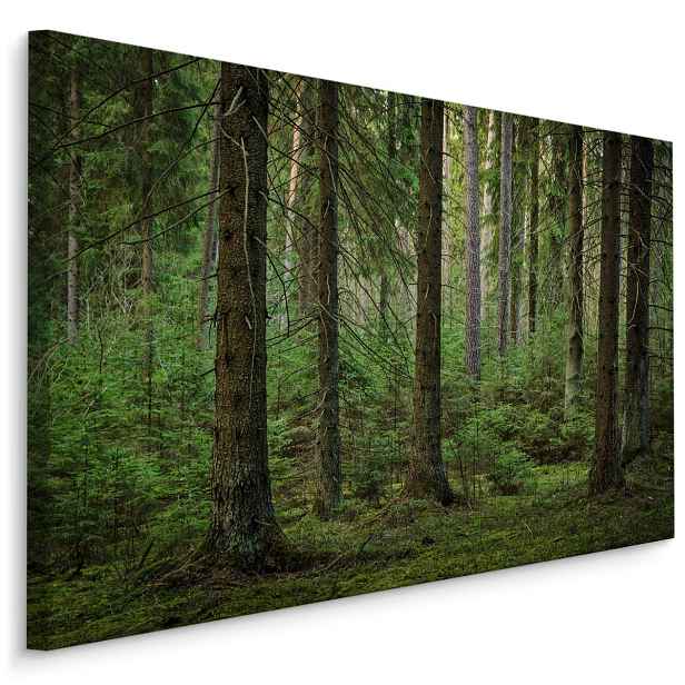Plátno Lesní 3D Pohled Varianta: 30x20