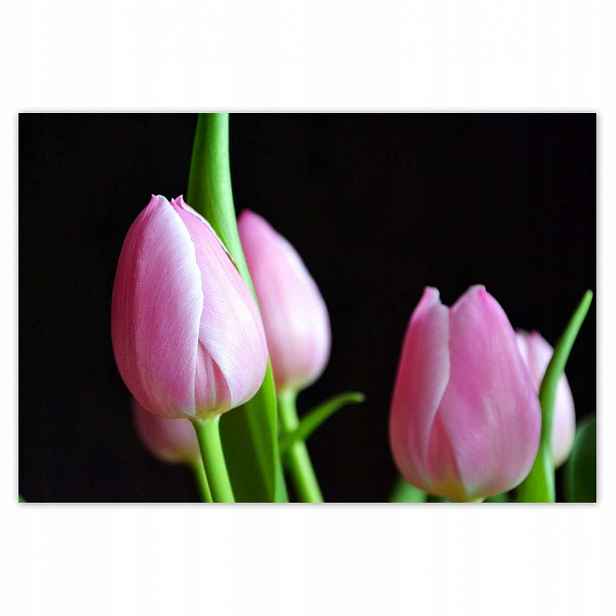 Plakáty 200x135 Fialové tulipány