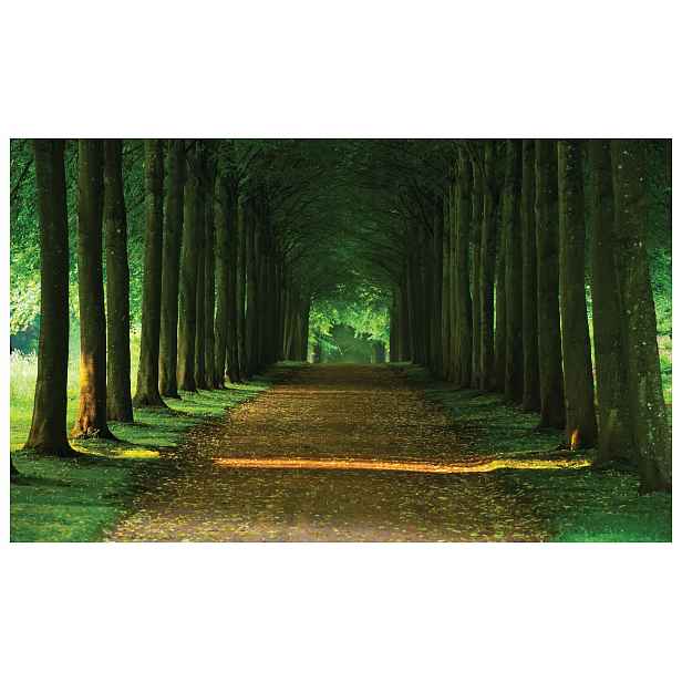 Fototapeta Zelená Lesní Alej Tunel Cesta 208x146 vinylová světlo lepidlo
