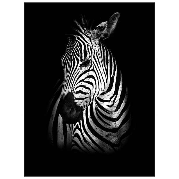 Vliesová fototapeta Zebra Černé pruhy elegance na zeď 184x254 lepidlo