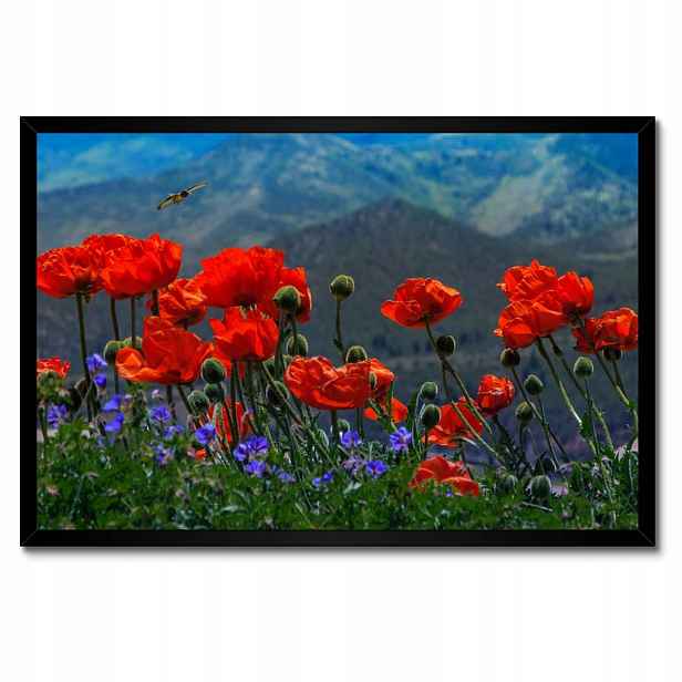 Plakáty v rámu 60x40 Červené máky Květiny