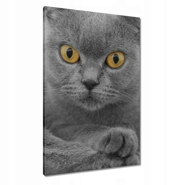 Obrazy 60x90 Šedá britská kočička