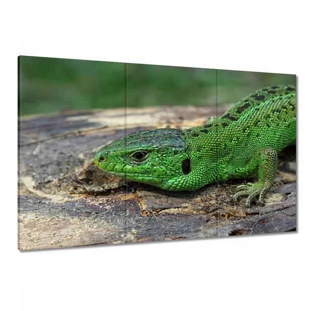 Obrazy 120x80 Zelená ještěrka