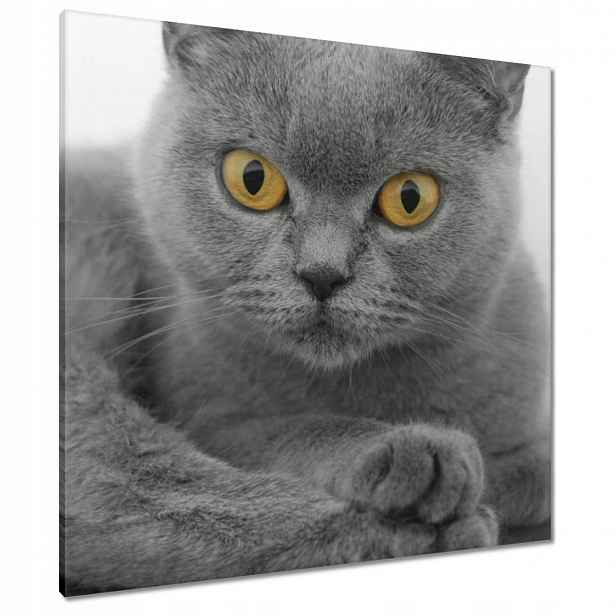 Obrazy 80x80 Šedá britská kočka
