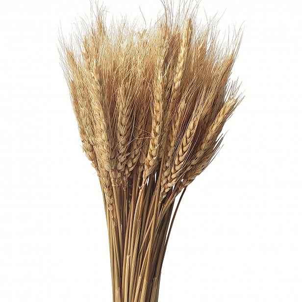TEMU 155ks Dekorace z Trávy Pampas, Přírodně Sušená Pampas, Zelený Eukalyptus, Sušené Květy Zaječí , Dekorativní Věnce z Trávy Pampas Obsahující