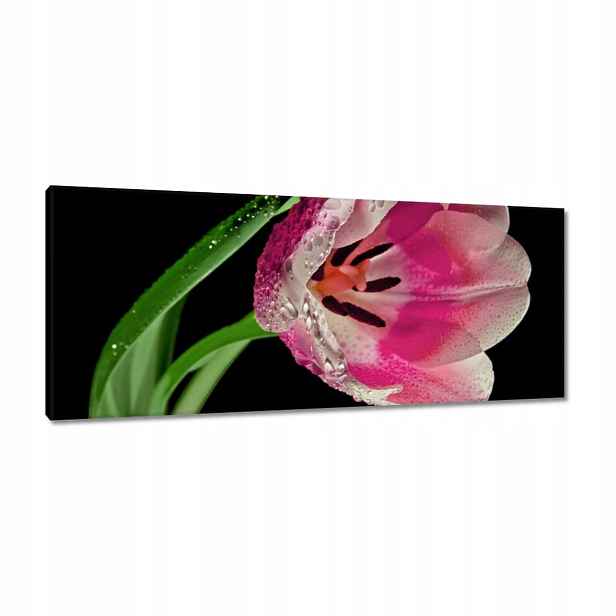 Obrazy 100x40 Růžový tulipán