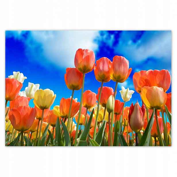 Fototapety 416x290 Barevné tulipány
