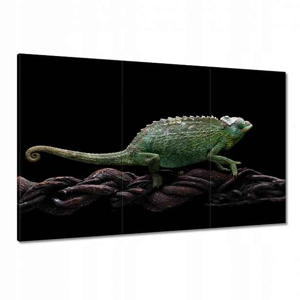 Obrazy 120x80 Dlouhý zelený chameleon