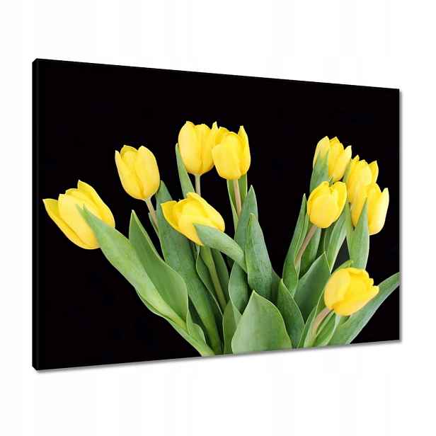 Obrazy 80x60 Žluté tulipány