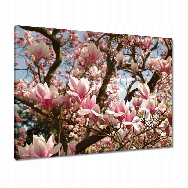 Obrazy 80x60 Magnolie Květiny Světle Modrá