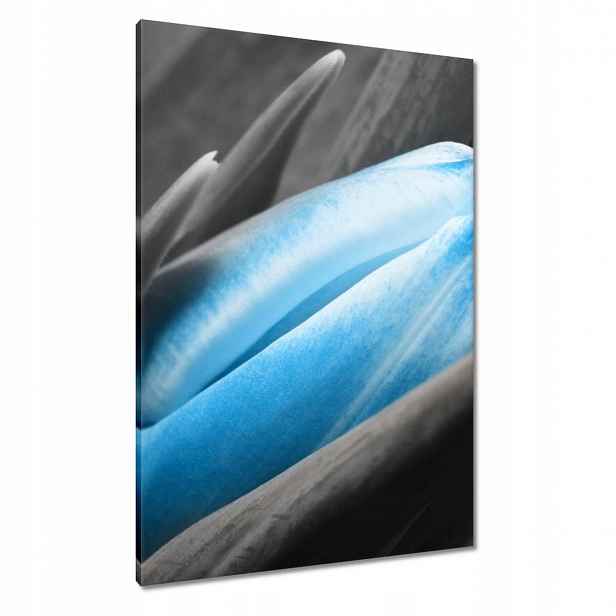 Obrazy 70x100 Modré okvětní lístky Tulipán