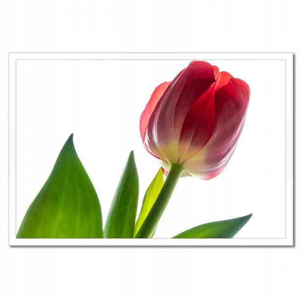 Plakáty v rámu 60x40 Červený tulipán Květina