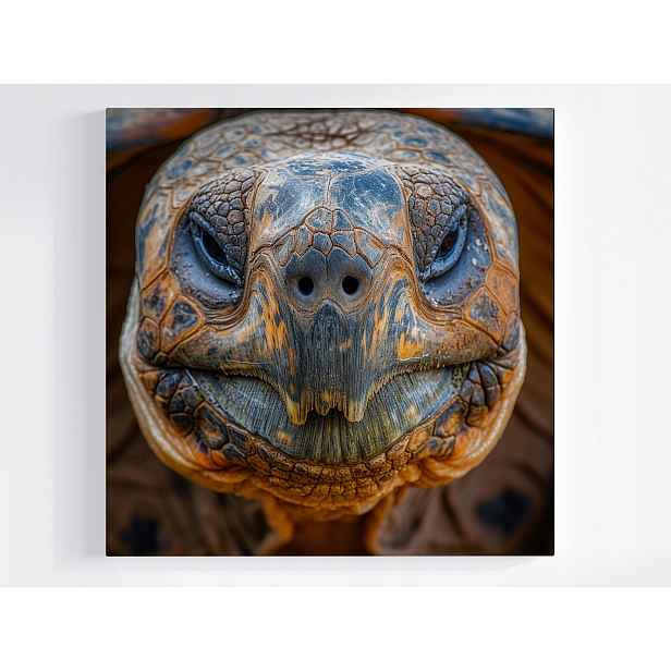 Obraz Na Plátně Plátno Želva Portét Makro Fotografie Příroda Fauna 50x50
