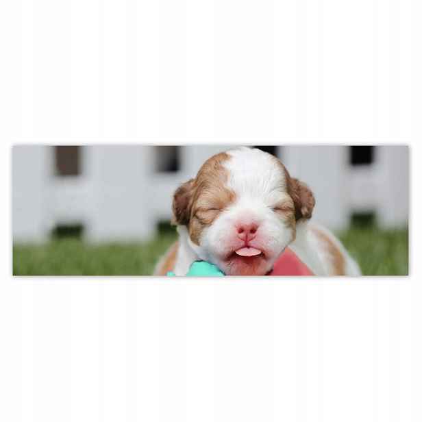 Plakáty 200x66 Chihuahua