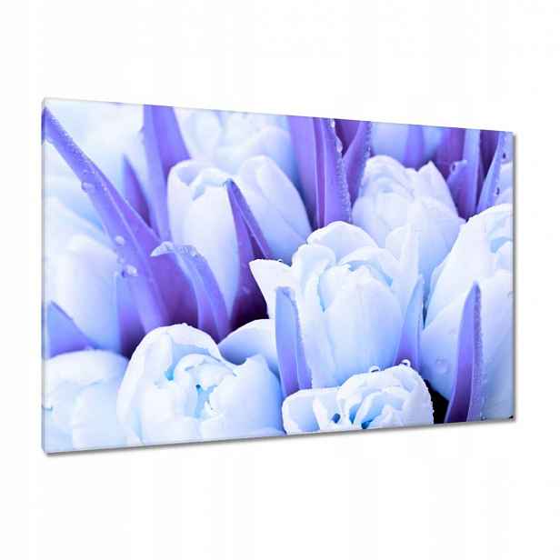 Obrazy 120x80 Modré tulipány