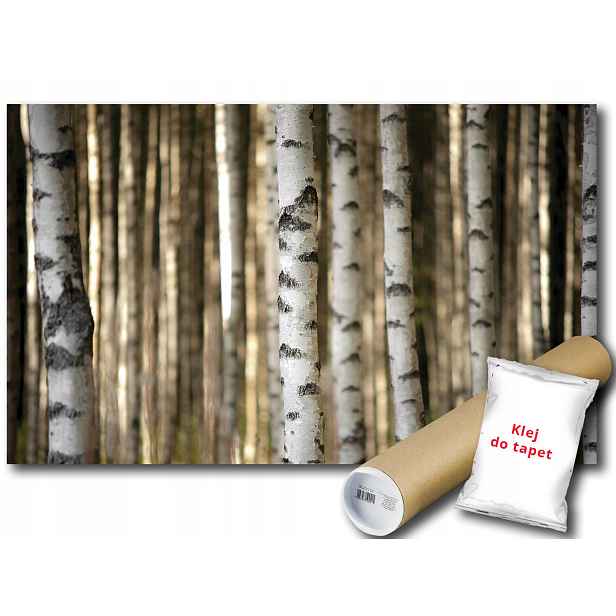 Fototapeta Brzozowy Las 19A F4XL 416x290 F3612