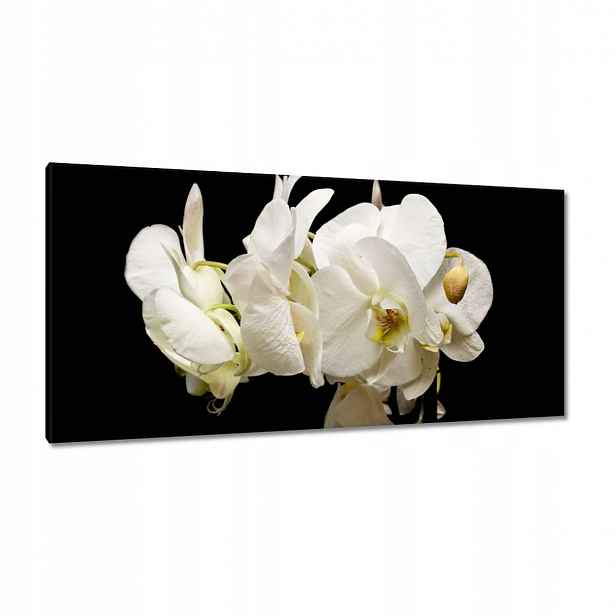 Obrazy 115x55 Bílé květy orchidejí