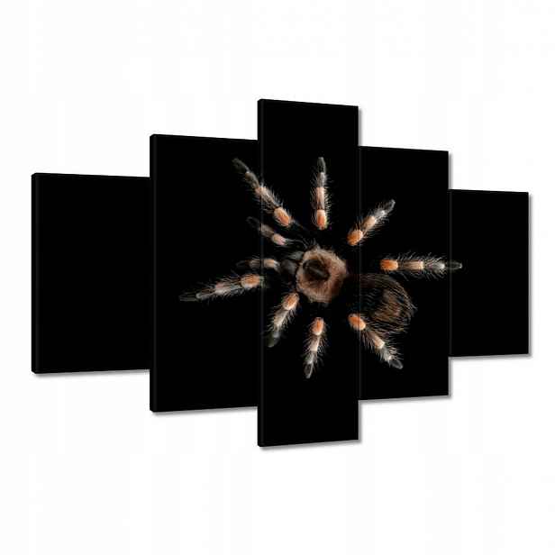 Obrazy 120x80 Velká tarantule pavouk