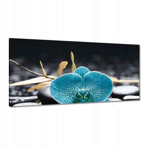 Obrazy 120x60 Tyrkysový orchidej Květina