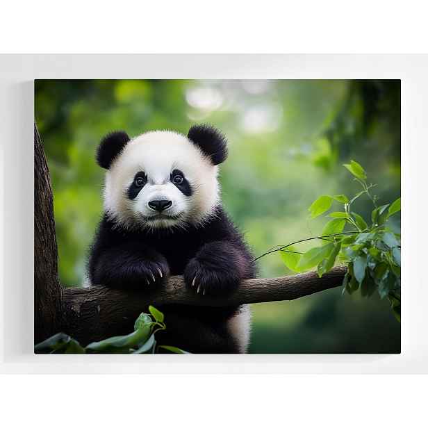 Plakát Příroda Zvířata Medvídek Panda Medvídek 100x75