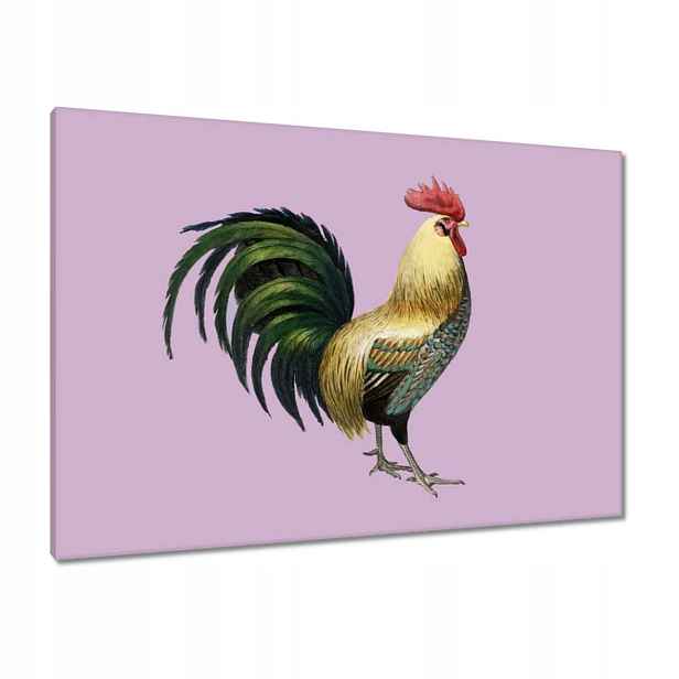 Obrazy 100x70 Kohout Teleranek Kohout