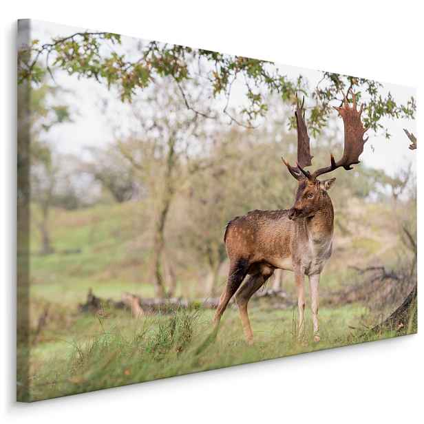MyBestHome BOX Plátno Dospělý Daněk Varianta: 100x70