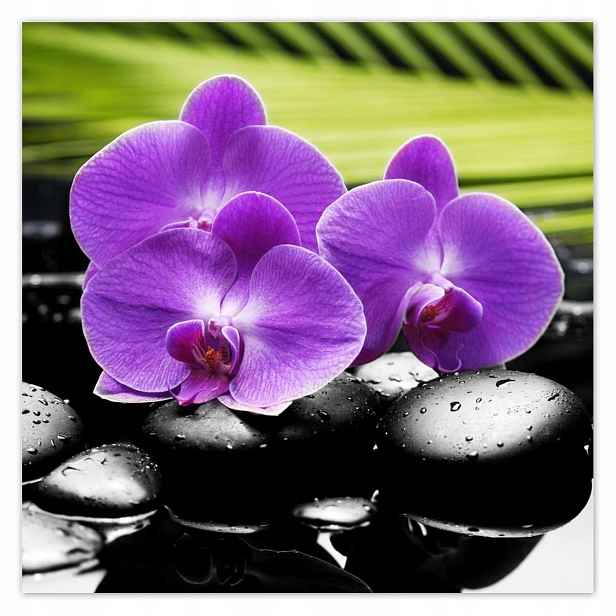Plakáty 140x140 Fialové orchideje